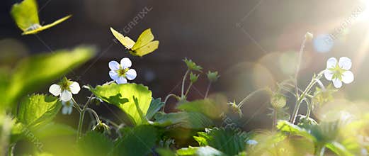 Art blooming wild strawberry flower in sunny summer meadow. Beautiful summertime nature background