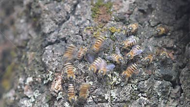 Honey Bee dancing behavior on front beehive.