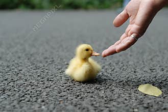 Help duck baby