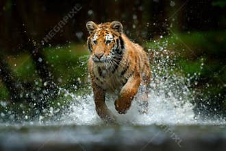 Amur tiger playing in the water, Siberia. Dangerous animal, tajga, Russia. Animal in green forest stream. Siberian tiger splashing