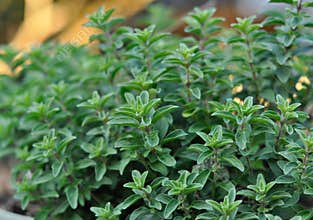 Oregano Plant