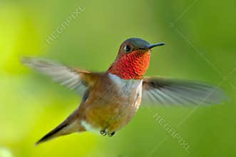 Male rufous Hummingbird