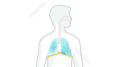 Breathing in and out. diaphragm functions in breathing.
