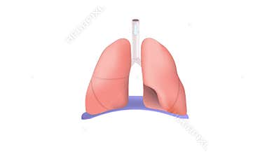 Breathing in and out. diaphragm functions in breathing.