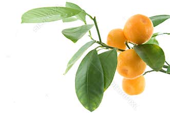Citrus leaf