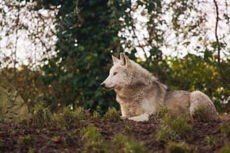 Wolf