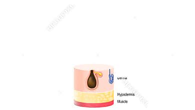 Layers Of Human Skin with hair follicle