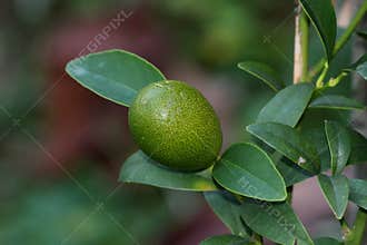 Kumquat or Citrus japonica slow growing evergreen short tree with single small unripe green with yellow dots fruit