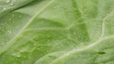 Cabbage with water drops rotates, macro