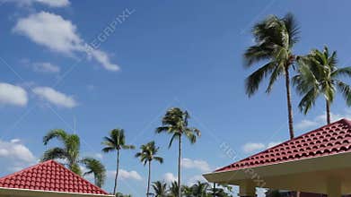 Clouds and coconut trees, video