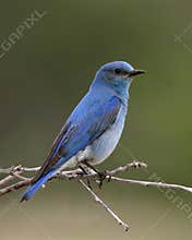 Perched Bluebird