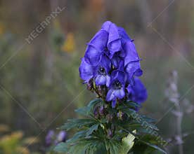 Azure Monkshood