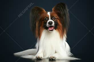 Beautiful papillon dog