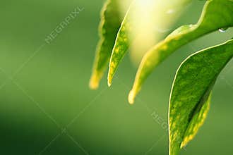 Lemon leaves in sunshine