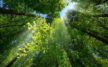Rays of light beautifully enhancing a tree canopy