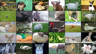 Animals collage with potamochoerus, otter, wallaby, maned and grey wolf, capybara, elephant, red panda,