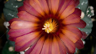 Pink Colorful Flower Timelapse of Blooming Cactus Opening