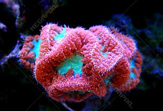 Big Polyp Blastomussa Coral: LPS Large Polyp Stony Corals