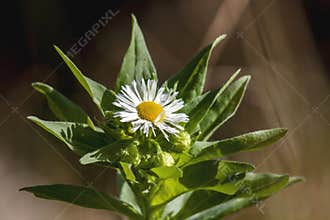 Chamomile flower and unique background