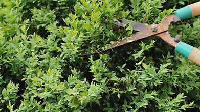 A gardener clipping the bushes with rusty shears