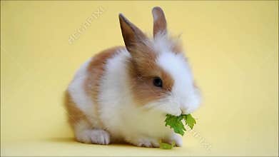 Cute rabbit eating green leaf