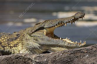 Head of a Nile crocodile with an open mouth
