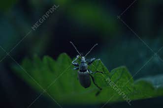 Bug scrambling to the top of a leaf