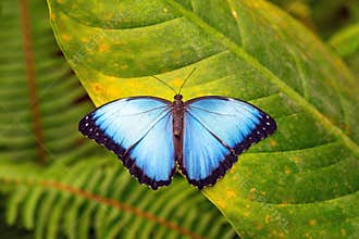 Blue Morpho on Leaf, Mindo, Ecuador