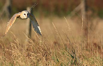 Barn Owl