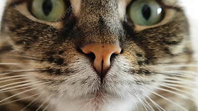 Macro image. Beautiful cat`s nose. Forest-colored cat. Sniffs. Green eyes, long bushy mustache. The animal`s muzzle is close.