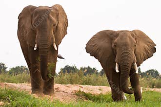Elephants