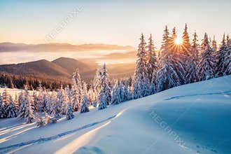 Impressive winter morning in Carpathian mountains with snow covered fir trees. Colorful outdoor scene, Happy New Year celebration