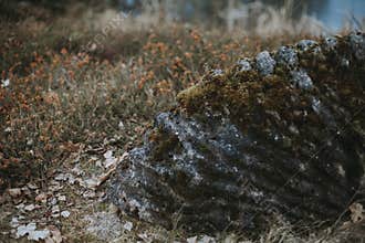 Moss on a rock