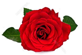 Red rose