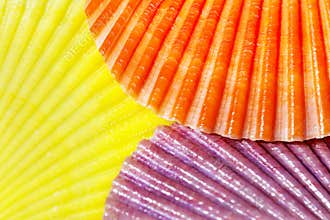 Orange, yellow and purple brightly coloured Scallop shells of saltwater clam marine bivalve mollusc macro close-up. Summer sunny
