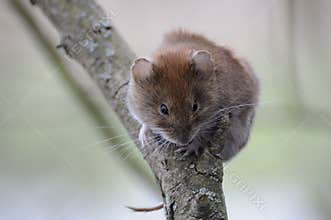 Bank Vole (Myodes Glareolus)