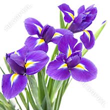 Beautiful dark purple iris flower