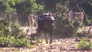 Buffalo Bull walking towards camera in slow motion