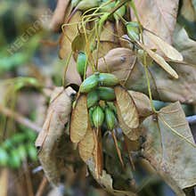 Maple tree seeds on tree in the fall. Square.