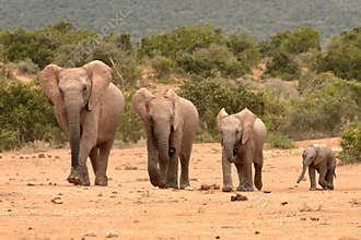 African elephant family in a row