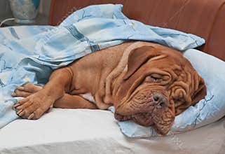 Dog Sleeping Sweetly in Owner's Bed
