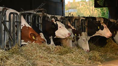 Cows eat organic hay on a farm