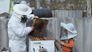 Family business, old beekeeper transfers his knowledge to his grandson takes out a honeycomb with bees shows a harvest
