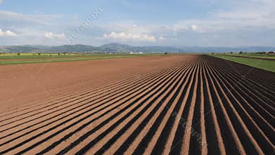 Potato field in spring after sowing - camera moves by the furrows