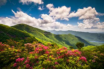 Blue Ridge Parkway North Carolina Scenic Summer Flowers Mountain Landscape Photography