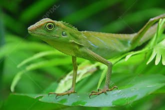 Green Crested Lizard on a large leaf looking calmly with eyes wide open