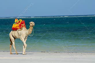Camel walks on empty beach at sea resort