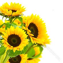 Yellow sunflowers border