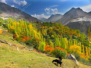 Autumn at hunza and gilgit baltistan, Pakistan