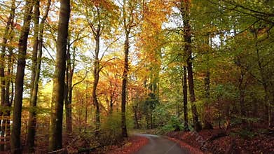 Moving along a forest path in autumn